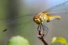 Sympetrum sanguineum